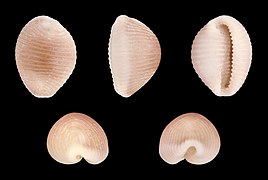 Trivia europaea (European Cowry), Shell