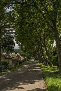 Árnyas fasor a Batsányi utcában