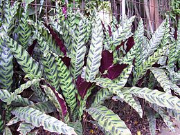 Calathea lancifolia