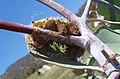 Una oruga de mariposa emperador tejiendo el capullo.