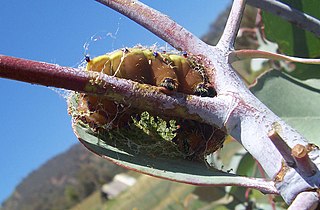 Eiruga da avelaíña Opodiphthera eucalypti tecendo o seu casulo.