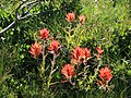 Red paintbrush in grass, Little Lakes Valley