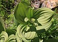 Corn lily (Veratrum californicum) leaf swirl