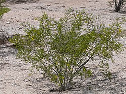 メキシコハマビシ（Larrea tridentata）の若木