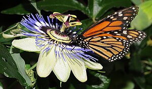 Данаида монарх (Danaus plexippus) деген гёбелек