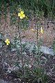 Plants of yellow evening primrose (Oenothera elata)