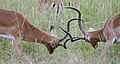 40 Fighting impalas edit2 uploaded by Muhammad Mahdi Karim, nominated by Muhammad Mahdi Karim