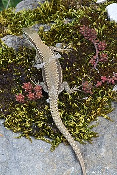 Un lézard en train de muer, photographié en Bourgogne, France. (définition réelle 1 071 × 1 600)