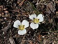 Mariposa lilies, west of Ritter Range