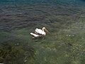 One of the Mykonos pelicans. See en:Petros (pelican).