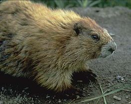 Bilotol (Marmota olympus), Tanarasokeem