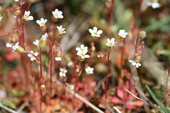 Saxifraga tridactylites - Kandelaartje