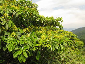 수레나무(Trochodendron aralioides)