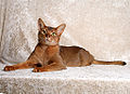 Abyssinian male cat: Ch. Des Entrechats Valentino