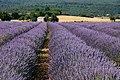 Coltivazioni di lavanda presso Sault, Vaucluse