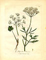 Anise (Pimpinella anisum) Woodville (1793)[4]