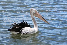 Australpelikan Pelecanus conspicillatus Foto: Diego Delso