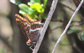 Charaxes jasius on Monte Comunaglia (Ligurian Apennine)