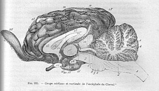 Schéma légendé d'un cerveau.