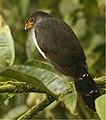 Lined forest falcon