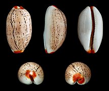 Luria isabella (Isabel's Cowry), Shell