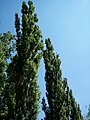 Populus nigra in Hungary