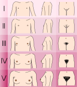 Tanner scale - female