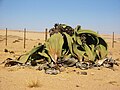 現在知られている最大個体、"The Big Welwitschia"。高さ1.4 m、直径4 m。