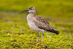 Regenbrachvogel (von Andreas Trepte)