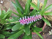 Aechmea gamosepala