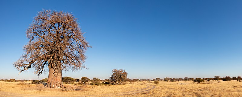 'n Kremetartboom (Adansonia digitata) in die Makgadikgadipan Nasionale Park, Botswana.