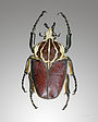 Goliath beetle