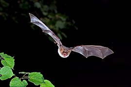 Photographie d’une chauve-souris en vol.