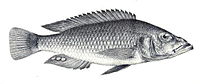 Haplochromis longirostris