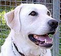 Hidung Labrador berbulu kuning bisa berwarna hitam, coklat atau merah jambu