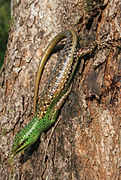 May 12: the skink Lamprolepis smaragdina