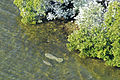 Manatees in Biscayne Bay