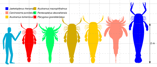 最大級のウミサソリ類の比較図