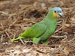 amazona amazonica