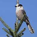 Gray Jay