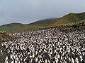 ロイヤルペンギンの繁殖地