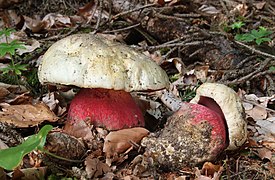 Le Bolet Satan (Rubroboletus satanas)