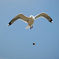 Larus smithsonianus in flight (cat.)