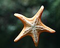 sea star