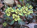 Chrysosplenium macrostemon