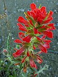 Thumbnail for Castilleja foliolosa