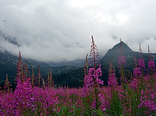 Gederams (Chamaenerion angustifolium) Fote: Tamerlan