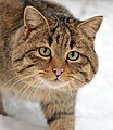 European wildcat