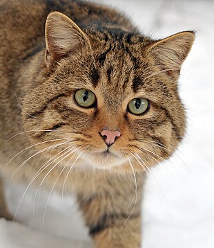 Kočka evropská (Felis silvestris silvestris) – poddruh kočky divoké, v oboře u města Springe nedaleko německého Hannoveru