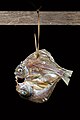 25 Fish hanging in the sun with black background uploaded by Basile Morin, nominated by Basile Morin